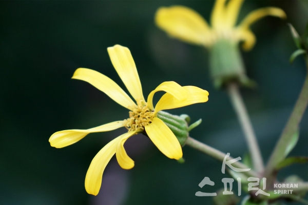 국화과의 '털머위'. 9~10월에 노란 꽃이 피며 공기정화 효과가 뛰어나다 [사진=김경아 기자]