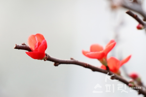 장수매(長壽梅). 명자나무의 원예 품종으로 사계절 꽃이 피며 개화 기간이 길다 [사진=김경아 기자]