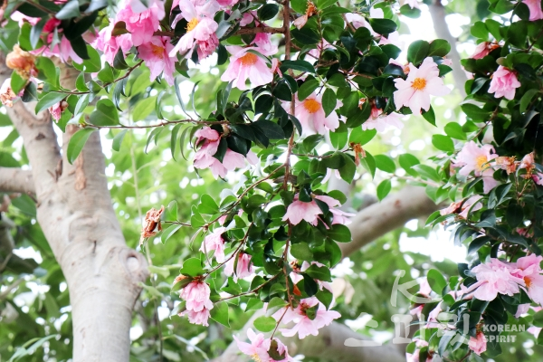 차나무과의 '동백나무'. 겨울에서 초봄에 걸쳐 가지 끝에 분홍색 꽃이 1개씩 달리며 9~10월에 열매가 익는다 [사진=김경아 기자]