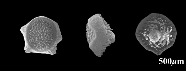 (사진 왼쪽부터) 날개골무꽃(씨앗) : 앞면, 측면, 뒷면. [사진=환경부 제공]