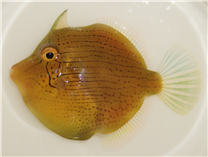 새로 추가된 생물종, 꼬마쥐치(미기록종). [사진 제공=명세훈 박사(한국해양과학기술원)]