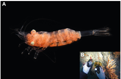 고리손가락새우(미기록종). [사진 제공=국립생물자원관]
