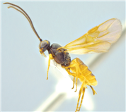 매끈고치벌(신종). [사진 제공=국립생물자원관]