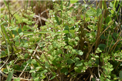 날개골무꽃(미기록종) [사진 제공=국립생물자원관]
