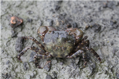 무늬발게(미기록종). [사진 제공=국립생물자원관]