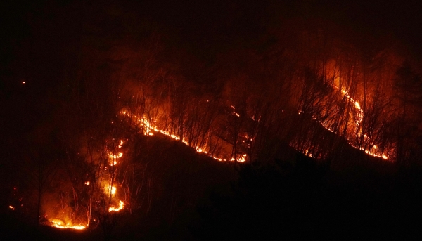 경북 울진군 금강송면 금강소나무숲 인근 산불. [사진=산림청 제공]