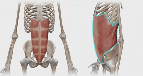 배 앞쪽의 근육인 복직근(왼쪽)과 옆구리부터 배 전체를 감싼 근육 복사근(오른쪽)을 강화하면 '자연산 복대'의 역할을 할 수 있다. [사진=일지의 브레인TV]