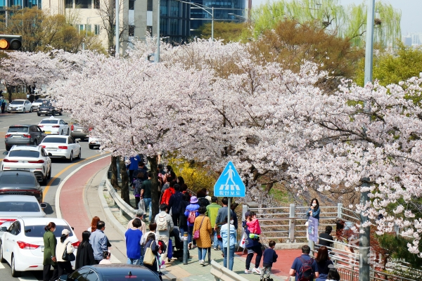 여의도 벚꽃길을 찾는 시민들 [사진=김경아 기자]