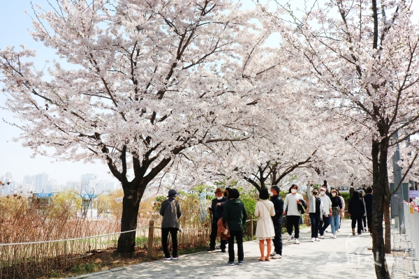 완연한 봄 기운 속에 벚꽃을 즐기는 시민들 [사진=김경아 기자]