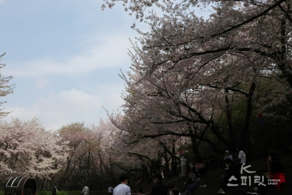 연분홍 꽃가지를 펼치는 서울 안산의 벚꽃 나무 숲. [사진=강나리 기자]
