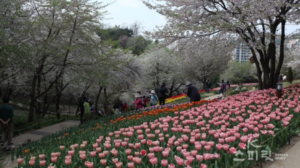 튤립과 벚꽃이 어우러진 마당에서 이 순간을 즐기는 시민들. [사진=강나리 기자]