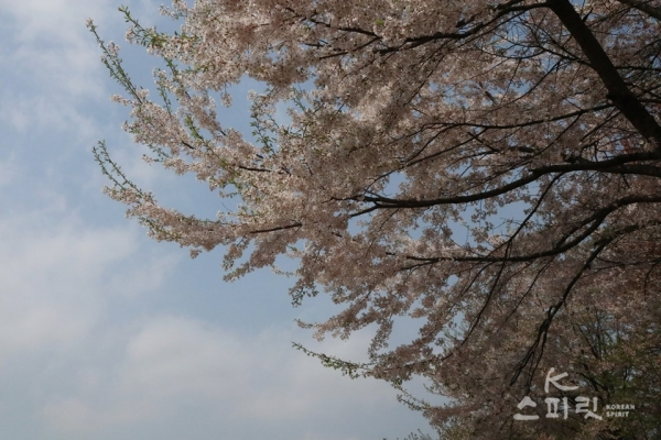 하늘을 향해 힘차게 가지를 뻗은 벚꽃나무들. [사진=강나리 기자]