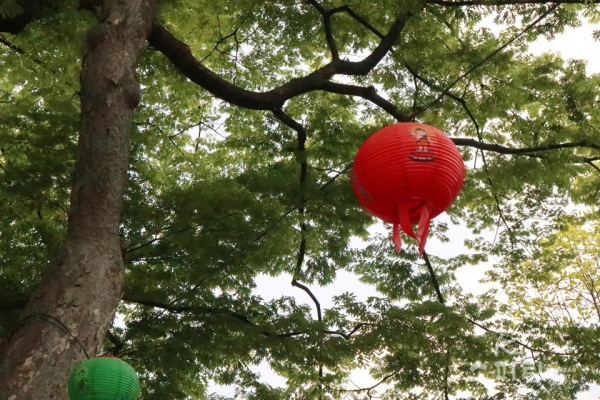 천년사찰 봉원사로 가는 길 300년 넘은 느티나무에 걸린 연등. [사진=강나리 기자]