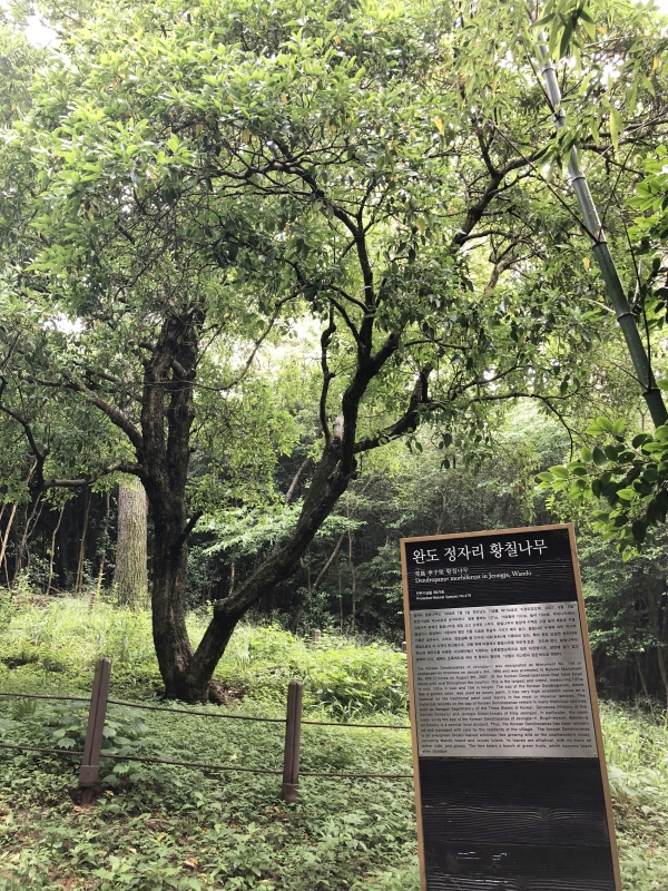 완도 정자리 황칠나무. 우리나라에서 현존하는 가장 크고 오래된 황칠나무로 천연기념물 제479호로 지정되었다. [사진 K스피릿 자료]