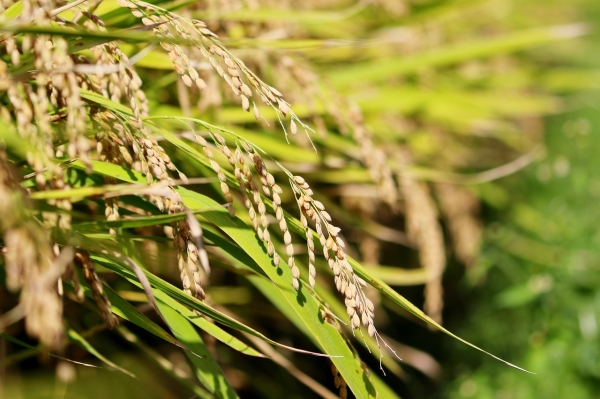 8월 18일은 쌀의 날. [사진 Pixabay 이미지]