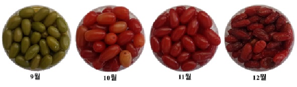 수확시기별 산수유 열매의 외관[이미지 농촌진흥청]