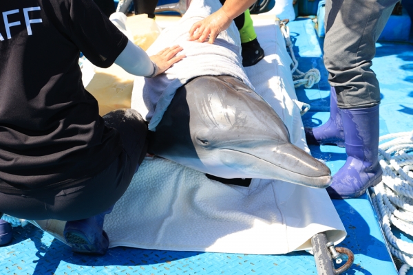 남방큰돌고래 비봉이가 지난 27일 야생적응훈련 재개를 위해 제주 대정읍 앞바다 해상가두리로 복귀했다. [사진 해양수산부]
