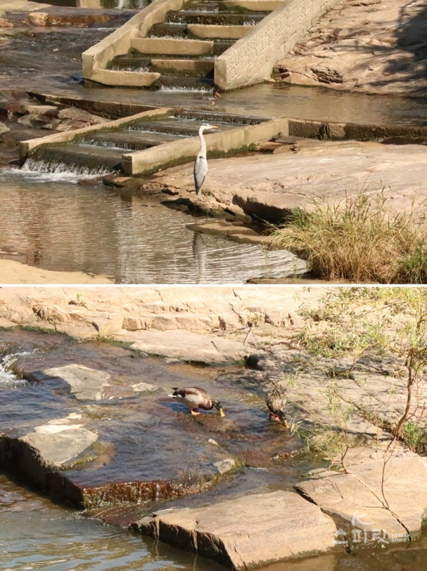 맑은 물이 흐르는 계곡의 왜가리(위)와 청둥오리 한쌍. [사진 강나리 기자]
