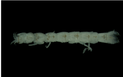 국내에서 세계 최초로 발견된 해양생물 중 우리말 이름 짓기 대상. [사진 해양수산부]
