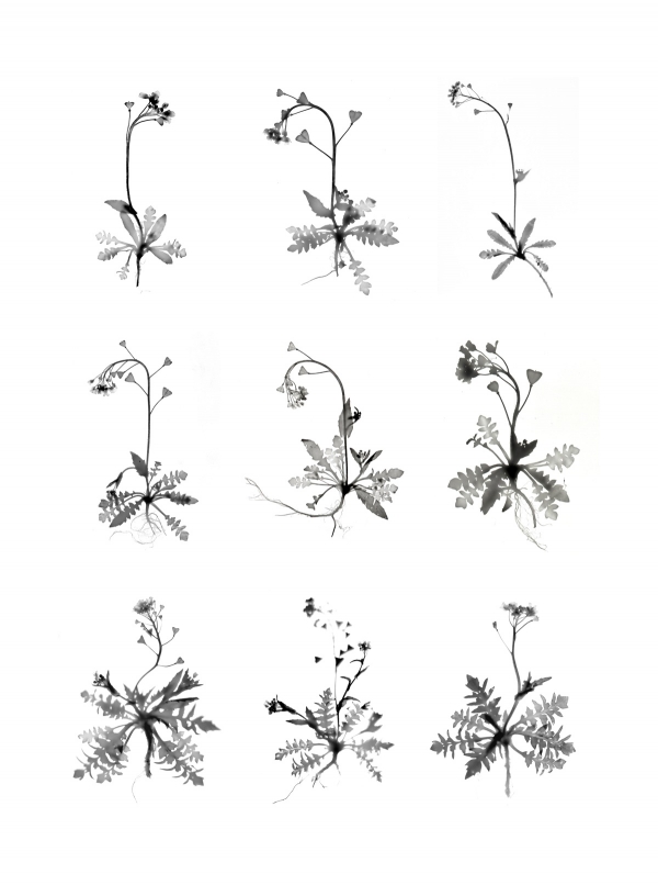 노시갑, Autre Art Nouveau #01 냉이 Capsella bursa-pastoris  Medicus, Korean Traditional Paper, 100x80cm, 2019  [사진 유중아트센터]