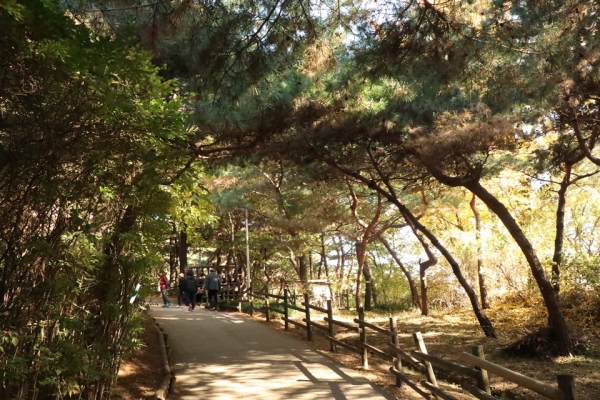 남산 야외식물원 동쪽 끝 팔도소나무단지로 가는 길. [사진 강나리 기자]