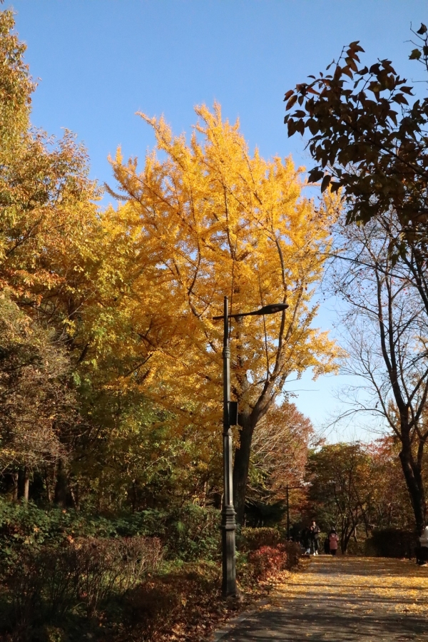 은행나무의 노란빛이 가을 햇살아래 빛난다. [사진 강나리 기자]