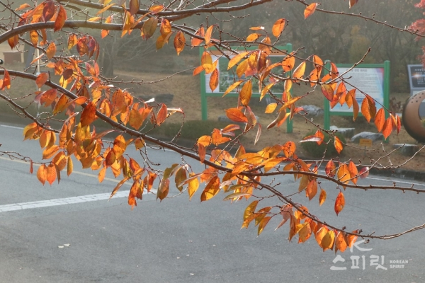 국학원 잔디광장을 지나 한민족역사문화공원으로 향하는 길 낙엽이 떨어진다. [사진 강나리 기자]