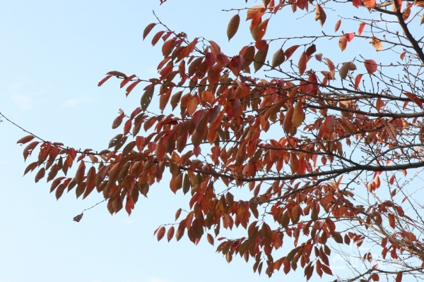 붉은 낙엽을 떨구는 벚나무. [사진 강나리 기자]