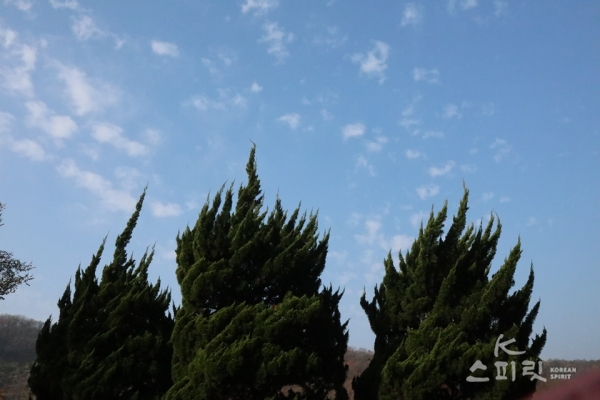 늦가을 하늘 아래 바람에 휘날리는 듯한 향나무들. [사진 강나리 기자]