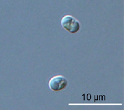 나노클로롭시스 균주 현미경 사진[이미지 국립해양생물자원관]
