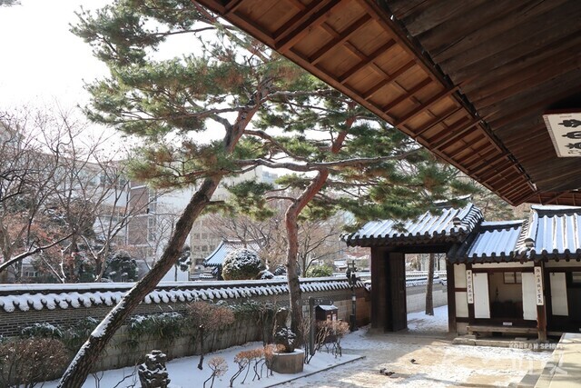노안당 앞마당에 지붕을 향해 사선으로 기운 소나무. 사진 강나리 기자