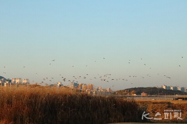 시흥 갯골생태공원의 저녁 무렵 분주히 창공을 나르는 철새들. 사진 강나리 기자