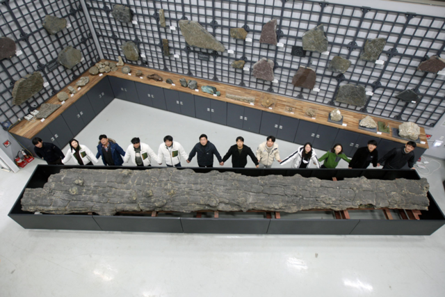 지난 1월 27일 국가지정문화재 천연기념물로 지정된 '포항 금광리 신생대 나무화석'이 오는 14일부터 28일 간 천연기념물센터(대전) 수장고에서 공개된다. 길이 10.2m. 사진 문화재청