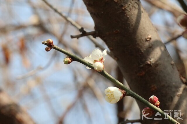 서해 소무의도에 도착한 봄소식. 매화의 작고 소중한 꽃망울이 열리는 순간들. 사진 강나리 기자.
