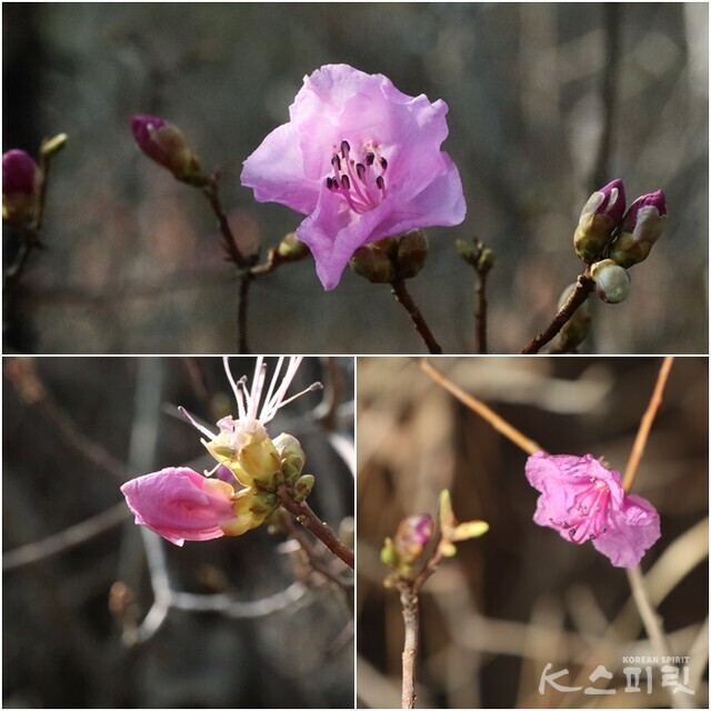 진달래꽃도 봄소식을 전한다. 사진 강나리 기자.