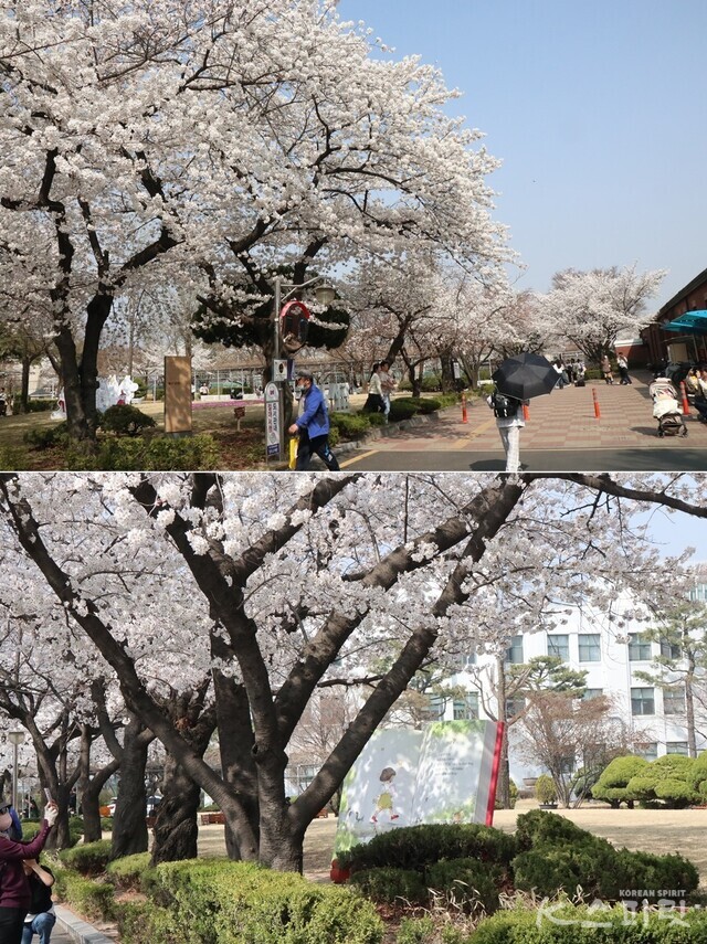 4월 초 정독도서관 정원은 봄을 맞아 활짝 핀 벚꽃을 보러온 관람객으로 들썩인다. 사진 강나리 기자.