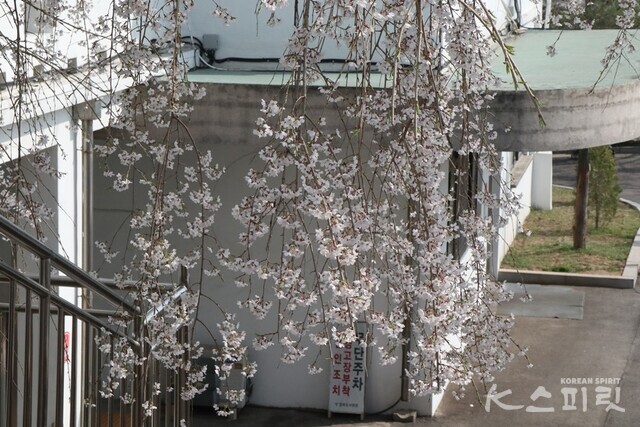 수양벚나무 가지에 늘어진 꽃가지. 사진 강나리 기자.