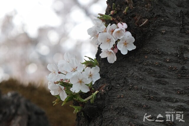 정독도서관 내 벚나무에서 벚꽃이 가지에만 달려있지 않고 고목의 몸체에서도 돋아나고 있다. 사진 강나리 기자.