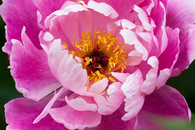 '꽃의 왕'으로 불리는 모란. 사진 Pixabay 이미지.