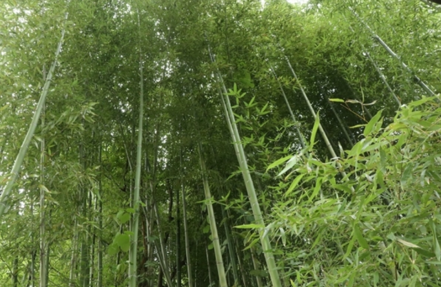 담양 10정자의 하나인 연계정의 대나무숲. 사진 강나리 기자.