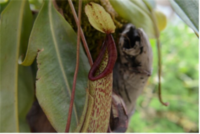 벌레잡이통풀[이미지 국립생태원]