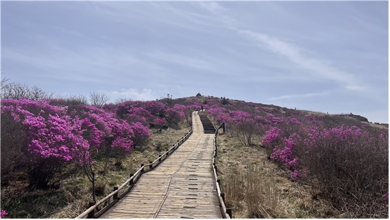 노고단의 봄[이미지 지리산국립공원전남사무소]