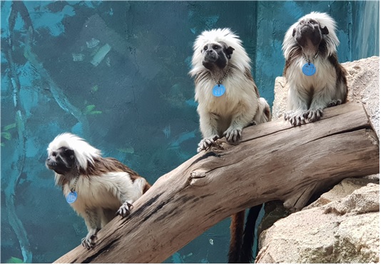 목화머리타마린[이미지 국립생태원]