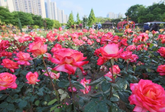 대구 이곡동 장미공원에서 5월 19일부터 21일까지 열리는 '장미꽃 필(Feel) 무렵 축제'. 사진 축제 공식홈페이지.