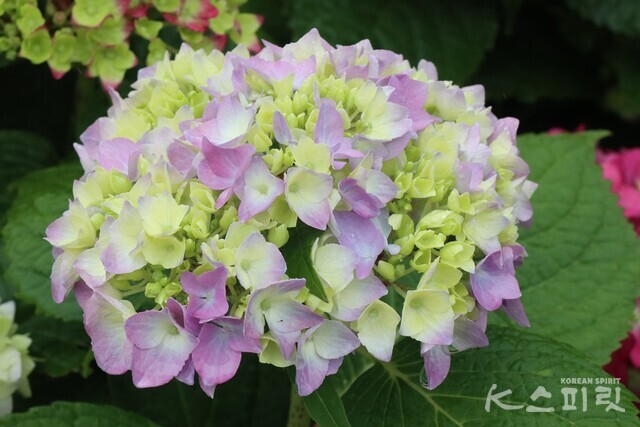 5월 신부의 부케를 닮은 수국. 사진 강나리 기자.