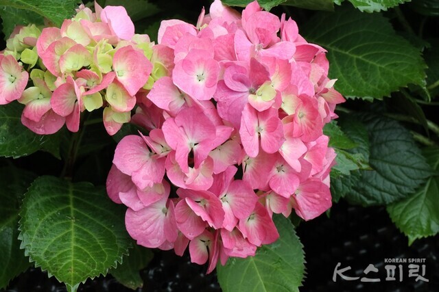 수줍은 분홍빛 수국 부케. 사진 강나리 기자.