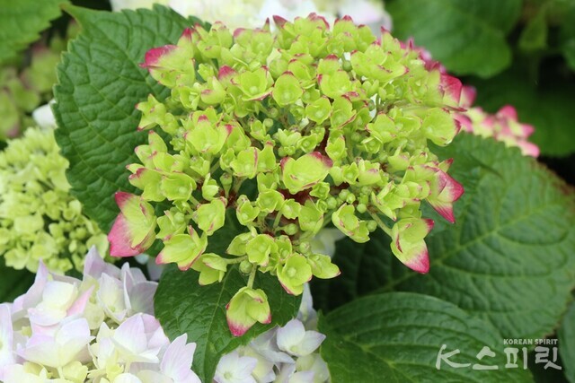 초록빛 수국의 끝이 붉게 물들어 간다. 사진 강나리 기자.