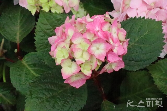 미묘한 색의 변화를 보여주는 수국. 사진 강나리 기자.