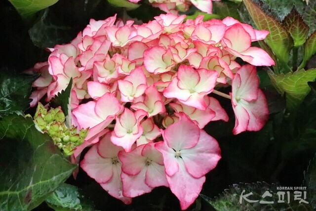 설레는 분홍빛 수국. 강나리 기자.