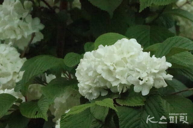 순백의 수국. 사진 강나리 기자.